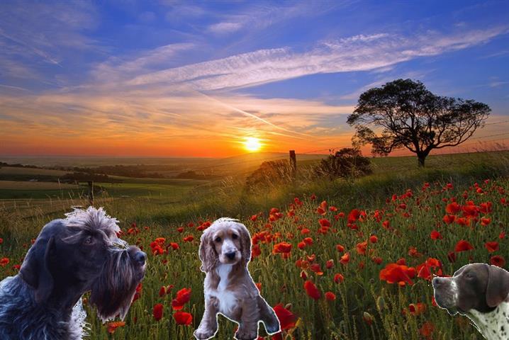 dressage chiens somme picardie