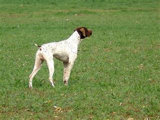 dressage chiens somme picardie